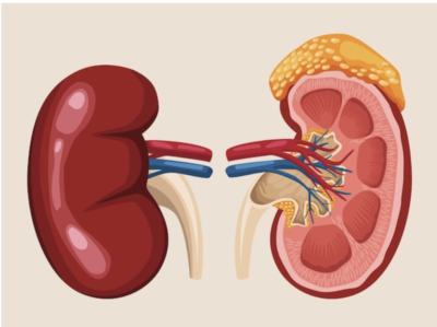 Kidneys: Structure and functioning